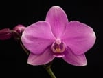 Orchid