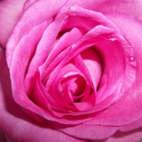 Pink Rose