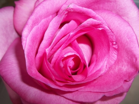 Pink Rose - garden, flower, pink, rose