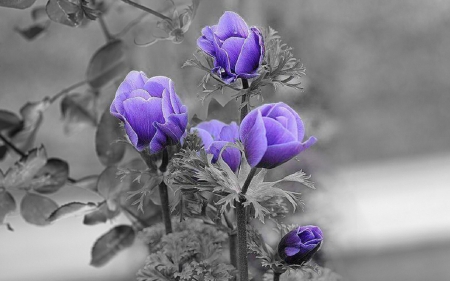 Purple - Purple, white, flower, gray