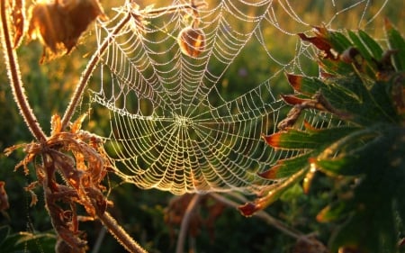 spider's web - nature, fun, spiders web, cool