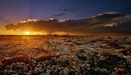 Sunset - Mountain - flowers, meadow, sunset, mountain