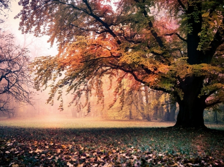 Amazing Autumn Tree - grass, tree, park, autumn