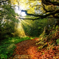 Sunlight on Forest Path