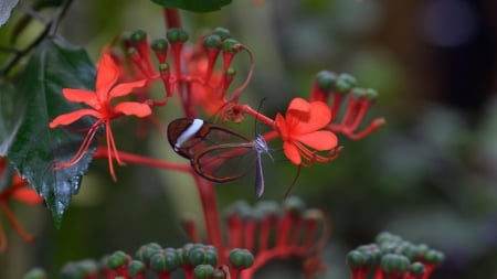 Fragile beauty - pretty, transparent, 1920x1080, delicate