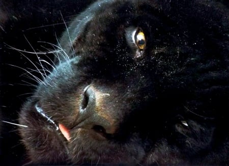 panther - face, side, black, on