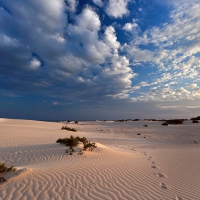 Foot steps on sand, Socatra Island, Yemen