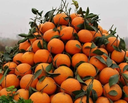 Mandarin - fruites, fields, nature, mandarin