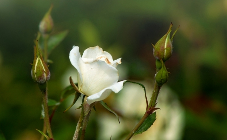 White Rose - beautiful, white, flower, rose