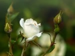 White Rose