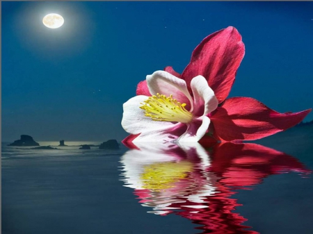 reflections - orchid, moon, flower, ocean