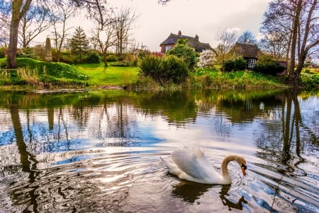 The Swan, The River And The Spring Cottage - swan, cottage, trees, water, meadows, spring, beautiful, river, flowers, shrubs