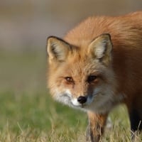 Spring fox