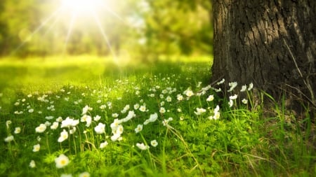 Spring sunshine - sunshine, landscape, sunlight, sun, light, field, wallpaper, meadow, shine, spring, hd, nature, flowers, grass, scene