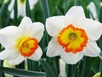 Daffodils