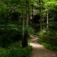 Steps to a Cave in the Forest