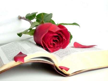 To feel... To read... - books, petals, transparent, white, red, rose, background, objects, book and rose