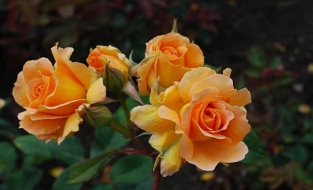 Beautiful Roses - nature, roses, beautiful, orange, flowers