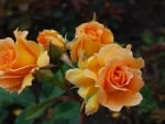 Beautiful Roses