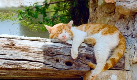 afternoon resting - afternoon, cats, resting, animals