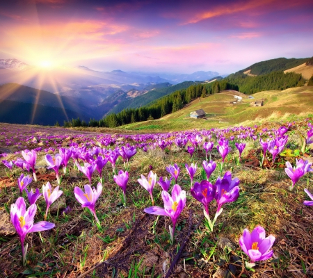 Spring Flowers - meadow, flowers, field, spring, sunset, crocus