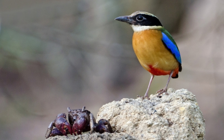 Crab and bird - sand, animal, bird, beach, yellow, crab, blue