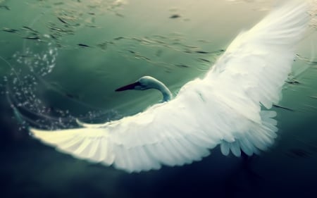 Aigret - white, aigret, blue, water, feather, winhs, bird