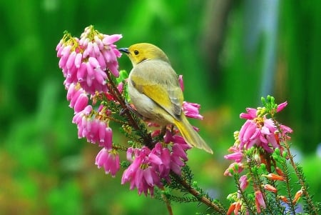 Cute Bird - pink, flowers, cute, spring, bird