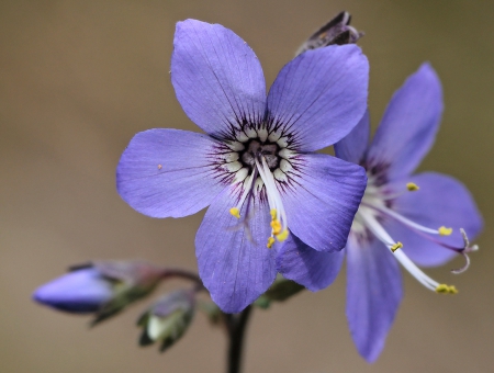 Purple - lovely, beautiful, flower, purple