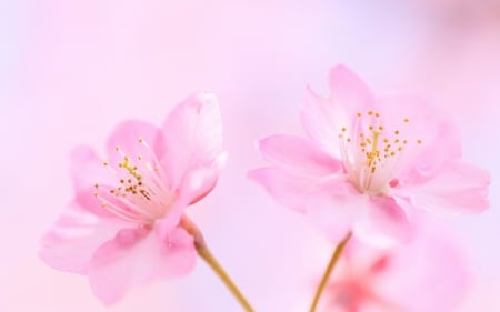 Pink flowers - macro, pink, soft, spring, flower