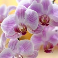 Orchids