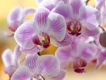 Orchids