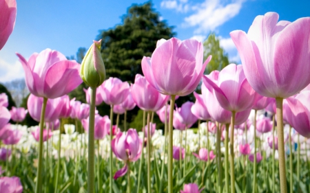 Tulips - pink, blue, green, field, tulip, spring, flower