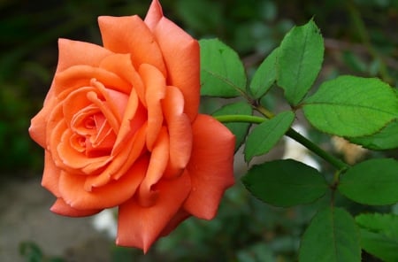 Rose - orange, garden, rose, flower