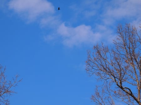 lone bird - Trees, Clouds, Birds, Skys