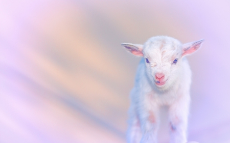 Baby goat - white, baby, pink, animal, cute, goat