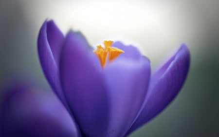 Crocus - flower, purple, pink, spring, orange, close-up, macro, crocus