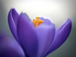 Crocus