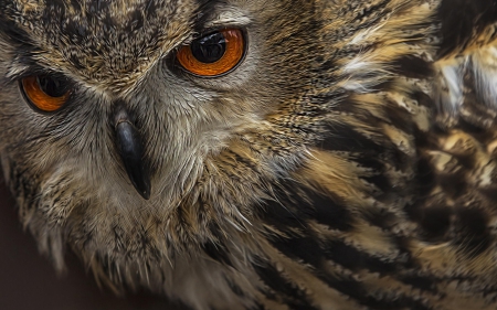 Owl - feather, brown, bird, owl, skin, eyes