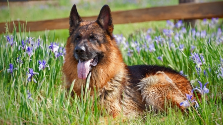 Dog - dog, spring, flower, nature