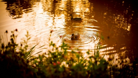 Duck - bird, shrubs, Duck, lake