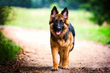 German Shepherd - dog, walk, Shepherd, German