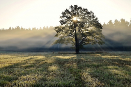 Tree - rays sun - nature, rays, sun, fog, tree