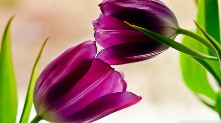 Two purple tulips - tulips, purple, flowers, two