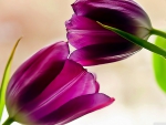 Two purple tulips