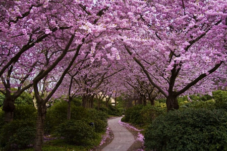 Sakura Way - cherry blossom, sakura, spring, pink, flowers, path, japan, nature, garden, way, park, japanese