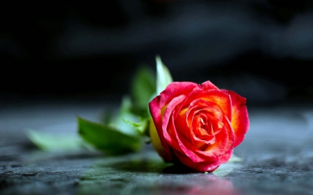 ROSE - nature, rose, floor, flower