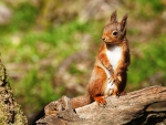 The red squirrel