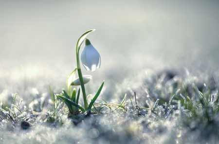 Snowdrop - snow, bokeh, snowdrop, flower