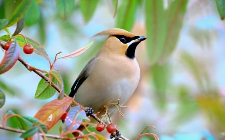 Bird on Berry Branch - berries, birds, branches, animals